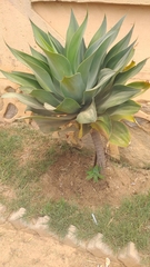Agave attenuata