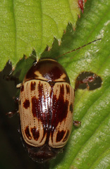 Cryptocephalus mutabilis