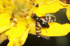 Herina frondescentiae