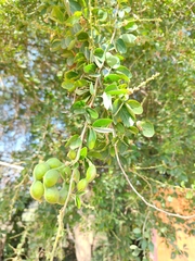 Pithecellobium dulce