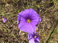 Ipomoea ternifolia leptotoma