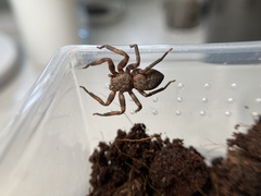 Thelcticopis pinmini