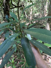 Tristaniopsis laurina