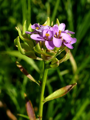 Iberis umbellata