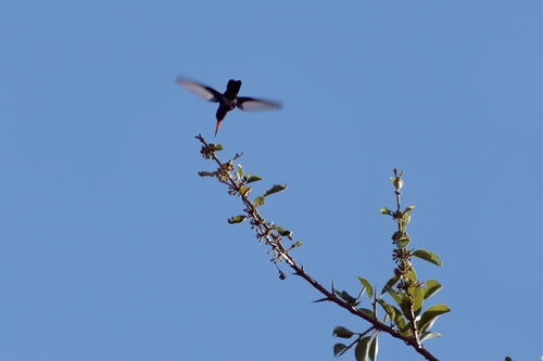 Turquoise-crowned Hummingbird (Cynanthus doubledayi), photo 10
