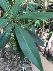 Tristaniopsis laurina