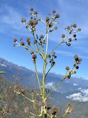 Eryngium paniculatum