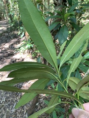Tristaniopsis laurina