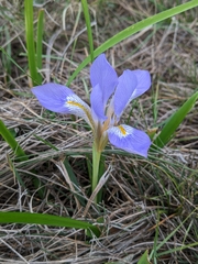Iris unguicularis