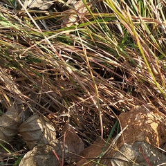 Schizocephala bicornis