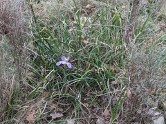 Iris unguicularis