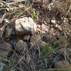 Schizocephala bicornis