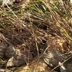 Schizocephala bicornis