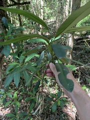 Tristaniopsis laurina