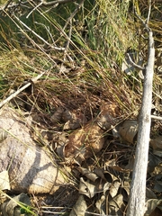 Schizocephala bicornis