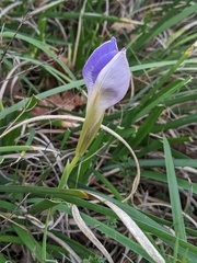 Iris unguicularis