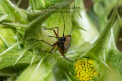 Calocoris nemoralis
