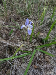 Iris unguicularis
