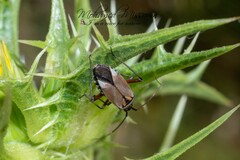 Calocoris nemoralis