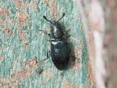 Necrobia violacea
