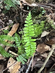 Asplenium normale normale