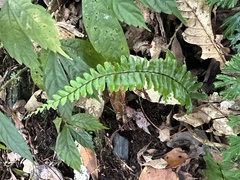 Asplenium normale normale