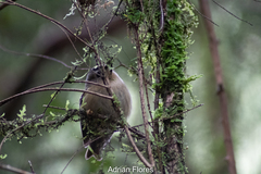 Regulus regulus teneriffae