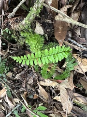 Asplenium normale normale