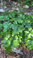 Acanthus mollis
