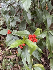 Sarcandra glabra