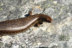 Oligosoma inconspicuum