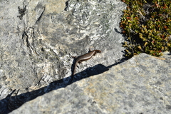 Oligosoma inconspicuum