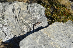 Oligosoma inconspicuum