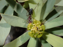 Camponotus feae