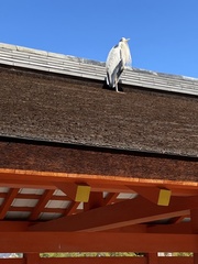 Ardea cinerea