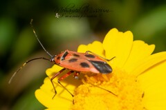 Calocoris nemoralis