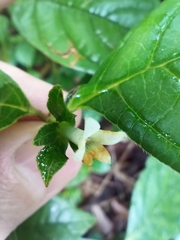 Psychotria prunifolia