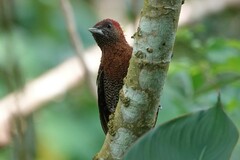 Chrysophlegma miniaceum