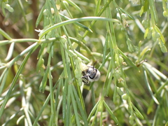 Colletes moricei