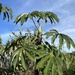 Cecropia elongata - Photo (c) sachamau, some rights reserved (CC BY-NC)