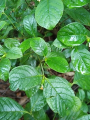 Psychotria prunifolia