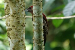 Chrysophlegma miniaceum