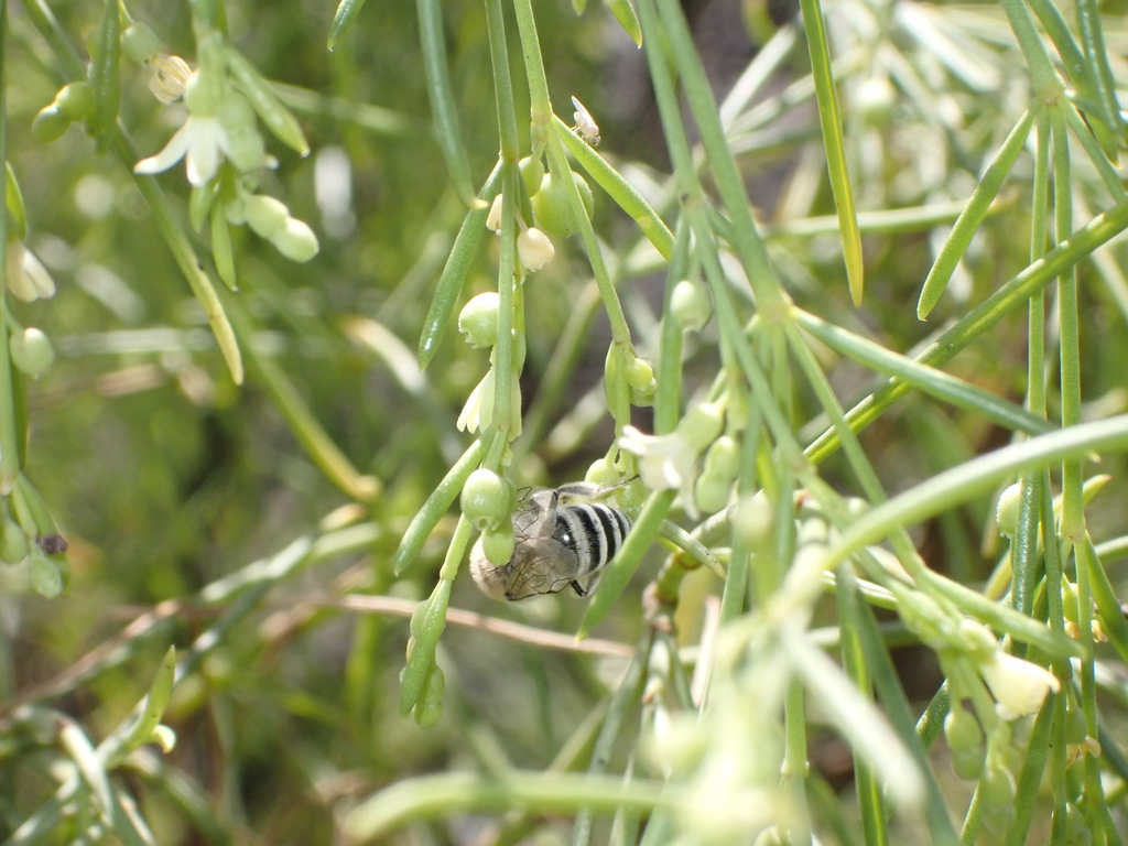 Colletidae
