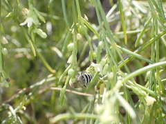 Colletes moricei