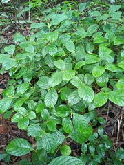 Psychotria prunifolia