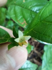Psychotria prunifolia