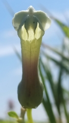 Ceropegia sahyadrica