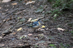 Fringilla coelebs canariensis