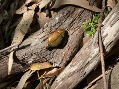 Anoplognathus viridiaeneus