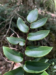 Pellaea paradoxa